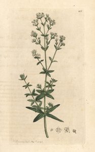 Krydsbladet damebedstrå, Galium boreale (gaillet boreal) Håndfarvet kobberstik efter en illustration af James Sowerby fra James Smith