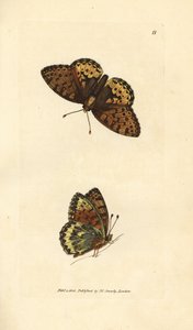 Mørkegrøn fritillary, Argynnis aglaia (Charlotte sommerfugl, Papilio charlotta). Håndfarvet kobberstik af James Sowerby fra The British Miscellany, eller farvede figurer af nye, sjældne eller lidet kendte dyreemner. af James Sowerby