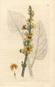 Mørk mullein, Verbasum nigrum (sort molene) Håndfarvet kobberstik efter en illustration af James Sowerby fra James Smith