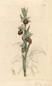 Tidlig edderkoporkidé, Ophrys sphegodes (Spider orchis, Ophrys aranifera). Håndfarvet kobberstik efter en illustration af James Sowerby fra James Smith