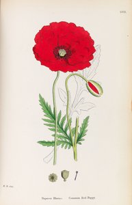 Engelsk botanik, 1790-1800.