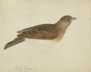 Eurasisk lærke af James Sowerby
