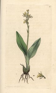 Fen orkidé, Liparis loeselii (Dværg ophrys, Ophrys loeselii). Håndfarvet kobberstik efter en illustration af James Sowerby fra James Smith