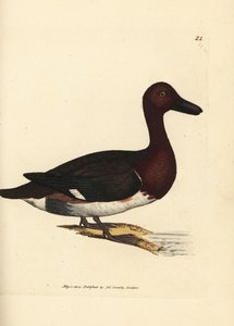 Jernholdig pochard, Aythya nyroca (Anas nyroca, oliventuftet and). Håndfarvet kobberstik af James Sowerby fra The British Miscellany, eller farvede figurer af nye, sjældne eller lidet kendte dyreemner. af James Sowerby