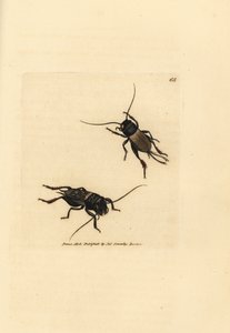 Markcricket, Gryllus campestris (Accheta campestris). Håndfarvet kobberstik af James Sowerby fra The British Miscellany, eller farvede figurer af nye, sjældne eller lidet kendte dyreemner. af James Sowerby