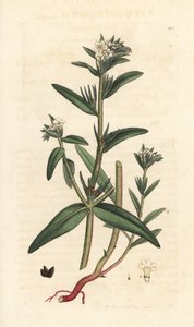Field gromwell, Buglossoides arvensis (Lithospermum arvense) (Gremil des champs) Håndfarvet kobberstik efter en illustration af James Sowerby fra James Smith