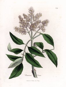 Blomstrende asketræ, Fraxinus ornus. Håndfarvet kobberstik fra en botanisk illustration af James Sowerby fra William Woodville og Sir William Jackson Hookers "" Medical Botany,"" John Bohn, London af James Sowerby