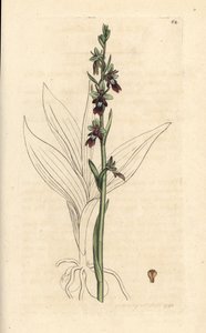 Flueorkidé, Ophrys insectifera (Fly orchis, Ophrys muscifera). Håndfarvet kobberstik efter en illustration af James Sowerby fra James Smith