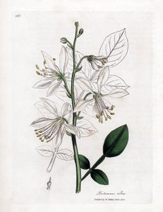 Fraxinelle - White Fraxinella eller Basard Dittany, Dictamnus Albus. Håndfarvet kobberplade -gravering fra en botanisk illustration af James Sowerby fra William Woodville og Sir William Jackson Hookers "" Medical Botany "," John Bohn, London af James Sowerby