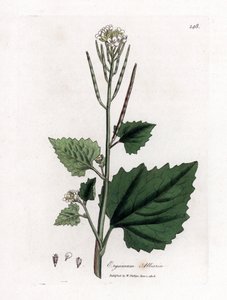 Hvidløgssennep, Alliaria petiolata. Håndfarvet kobberstik fra en botanisk illustration af James Sowerby fra William Woodville og Sir William Jackson Hookers "" Medical Botany,"" John Bohn, London af James Sowerby