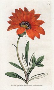 Gazania (gazania) stejl - Litografi af James Sowerby (1757-1822), fra William Curtis