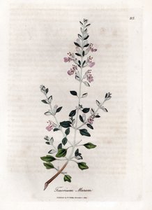 Germandree marum eller germandree af katte - Kattimian, Teucrium marum. Håndfarvet kobberstik fra en botanisk illustration af James Sowerby fra William Woodville og Sir William Jackson Hookers "" Medical Botany,"" John Bohn, London af James Sowerby