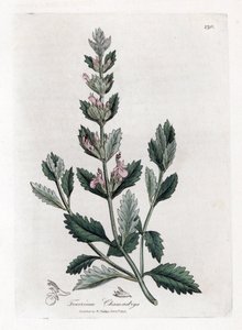 Germandree petit oak - Almindelig germander, Teucrium chamaedrys. Håndfarvet kobberstik fra en botanisk illustration af James Sowerby fra William Woodville og Sir William Jackson Hookers "" Medical Botany,"" John Bohn, London af James Sowerby