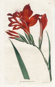 Glaieul cardinal - Litografi af James Sowerby (1757-1822), fra Botanical Magazine af William Curtis (1746-1799) af James Sowerby