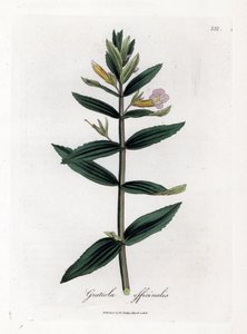Gratiole officinale - Hæk-isop, Gratiola officinalis. Håndfarvet kobberstik fra en botanisk illustration af James Sowerby fra William Woodville og Sir William Jackson Hookers "" Medical Botany,"" John Bohn, London