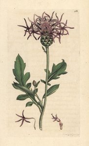 Større knapweed, Centaurea scabiosa (Centauree scabieuse) Håndfarvet kobberstik efter en illustration af James Sowerby fra James Smith