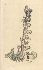 Større tandurt, Lathraea squamaria (Grande cardamine) Håndfarvet kobberstik efter en illustration af James Sowerby fra James Smith