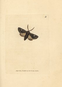Grønbrintet prikmøl, Valeria oleagina (Phalaena Bombyx oleagina). Håndfarvet kobberstik af James Sowerby fra The British Miscellany, eller farvede figurer af nye, sjældne eller lidet kendte dyreemner. af James Sowerby