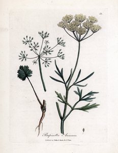 Grøn anis (Pimpinella anisum). Håndfarvet kobberstik fra en illustration af James Sowerby. Uddrag fra William Woodvilles og Sir William Jackson Hookers bog "" Botanique medicinale"" 1832. Den utrættelige Sowerby (1757-1822) trak mere end