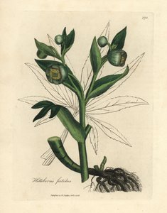 Grønblomstret stinkende hellebore eller bjørnefod, Helleborus foetidus af James Sowerby