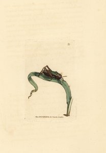 Grøn græshoppe, Omocestus viridulus (Gryllus viridulus). Håndfarvet kobberstik af James Sowerby fra The British Miscellany, eller farvede figurer af nye, sjældne eller lidet kendte dyreemner. af James Sowerby