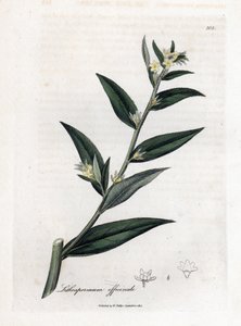 Gremil officinal eller perlegræs - Gromwell, Lithospermum officinale. Håndfarvet kobberstik fra en botanisk illustration af James Sowerby fra William Woodville og Sir William Jackson Hookers "" Medical Botany,"" John Bohn, London af James Sowerby