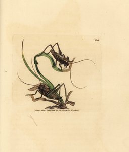 Grå buskcricket, Platycleis grisea (Grå græshoppe, Locust grisea). Håndfarvet kobberstik af James Sowerby fra The British Miscellany, eller farvede figurer af nye, sjældne eller lidet kendte dyreemner. af James Sowerby