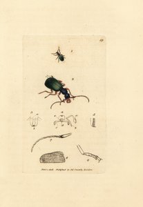 Jordbille, Drypta dentata (Guldmundet carabus, Carabus chrysostomos). Håndfarvet kobberstik af James Sowerby fra The British Miscellany, eller farvede figurer af nye, sjældne eller lidet kendte dyreemner. af James Sowerby
