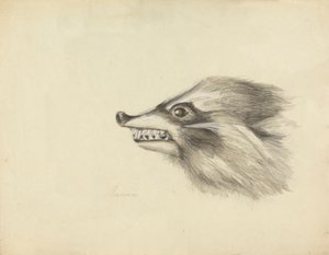 Hovedet af en vaskebjørn af James Sowerby
