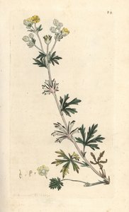 Hoary cinquefoil, Potentilla argentea (Cinquefoil) Håndfarvet kobberstik efter en illustration af James Sowerby fra James Smith