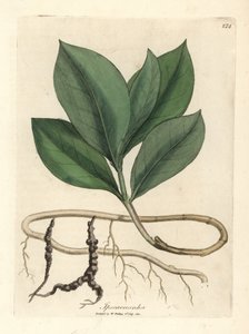 Ipecacuan, Ipecacuanha af James Sowerby