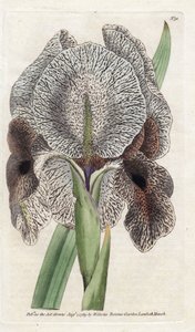 Iris de Charlcedoine eller Susa - Litografi af James Sowerby (1757-1822), fra William Curtis