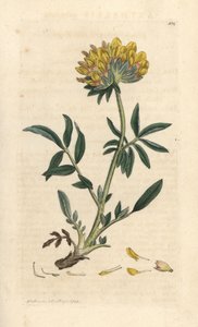 Nyrevikke eller damefinger, Anthyllis vulneraria (Anthyllide vulneraire) Håndfarvet kobberstik efter en illustration af James Sowerby fra James Smith