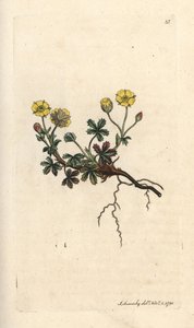 Storblomstret potentilla, Potentilla grandiflora (Spring cinquefoil, Potentilla verna) (cinquefoil) Håndfarvet kobberstik efter en illustration af James Sowerby fra James Smith