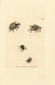 Larve af Hemerobius (snøringsvinge) klædt i lav, med mide, Acarus amictus og lille kurvmide, Acarus corbicula. Håndfarvet kobberstik af James Sowerby fra The British Miscellany, eller farvede figurer af nye, sjældne eller lidet kendte ani af James Sowerby