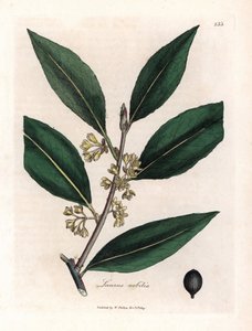 Laurier sauce. Håndfarvet kobberstik fra en tegning af James Sowerby (1757-1822), i Botanique Medicinale af James Sowerby