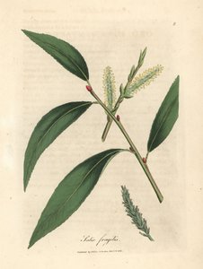 Blade og rakler af crack piletræet, Salix fragilis af James Sowerby