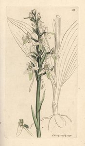 Lille sommerfugleorchis, Platanthera bifolia (Orchis bifolia). Håndfarvet kobberstik efter en illustration af James Sowerby fra James Smith