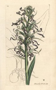 Øgleorkidé, Himantoglossum hircinum (øgle satyrion eller ochis, Satyrium hircinum). Håndfarvet kobberstik efter en illustration af James Sowerby fra James Smith