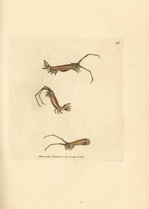 Langhornet isopod, Astacilla longicornis (Oniscus longicornis). Håndfarvet kobberstik af James Sowerby fra The British Miscellany, eller farvede figurer af nye, sjældne eller lidet kendte dyreemner. af James Sowerby