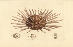 Langhvirvet skifersten søpindsvin, Cidaris cidaris (Echinus cidaris). Håndfarvet kobberstik af James Sowerby fra The British Miscellany, eller farvede figurer af nye, sjældne eller lidet kendte dyreemner. af James Sowerby