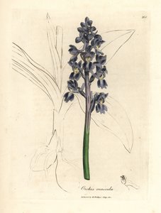 Hanorkideer, hanorkideer af James Sowerby