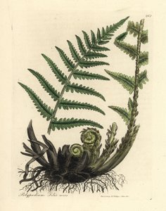 Han polypod bregne, Polypodium filix han af James Sowerby