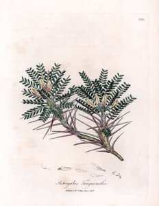 Marseille Astragalus eller mors pude - Gedetornmælk, Astragalus tragacantha. Håndfarvet kobberstik fra en botanisk illustration af James Sowerby fra William Woodville og Sir William Jackson Hookers "" Medical Botany,"" John af James Sowerby