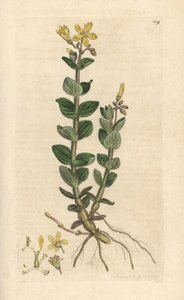 Marsh perikon, Hypericum elodes (perikon) Håndfarvet kobberstik efter en illustration af James Sowerby fra James Smith