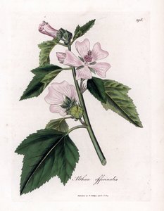 Marshmallow officinale eller vild eller hvid lilla skumfidus, Althaea officinalis. Håndfarvet kobberstik fra en botanisk illustration af James Sowerby fra William Woodville og Sir William Jackson Hookers "" Medical Botany,"" John Bohn, London af James Sowerby