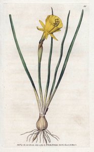 Medusa Trumpet - Litografi af James Sowerby (1757-1822), fra William Curtis