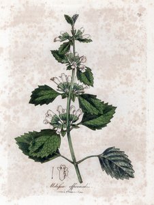Melisse officinale eller melisse citrongræs - Almindelig balsam, Melissa officinalis. Håndfarvet kobberstik fra en botanisk illustration af James Sowerby fra William Woodville og Sir William Jackson Hookers "" Medical Botany,"" John Bohn, London af James Sowerby