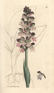 Militær orchis, Orchis militaris (Orchis warrior) Håndfarvet kobberstik efter en illustration af James Sowerby fra James Smith