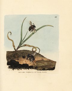 Minebi, Andrena nigroaenea (Melitta nigro-aenea). Håndfarvet kobberstik af James Sowerby fra The British Miscellany, eller farvede figurer af nye, sjældne eller lidet kendte dyreemner. af James Sowerby